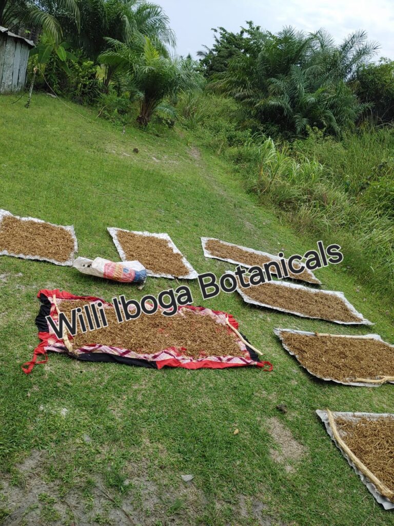Sun drying Ibogaine in Cameroon
